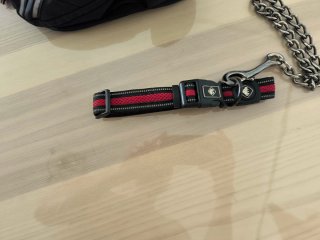 Kit Accesorios Perro: Collar, Correa, Arnés