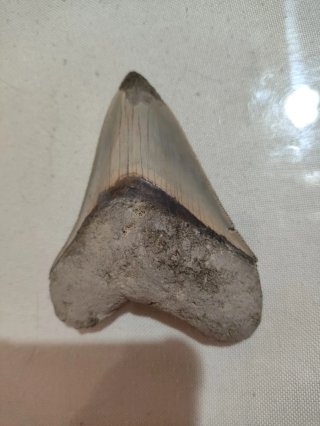 Diente Fósil Megalodón Otodus Megalodon