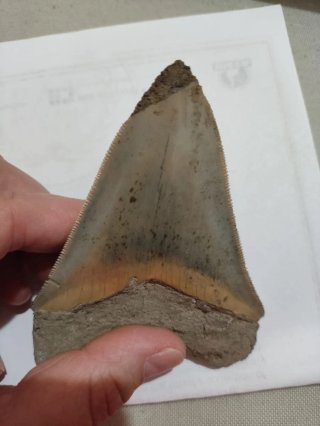 Diente Fósil Megalodón Otodus Megalodon