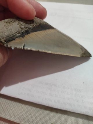 Diente Fósil Megalodón Otodus Megalodon