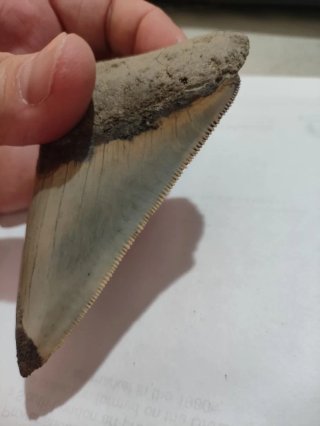 Diente Fósil Megalodón Otodus Megalodon