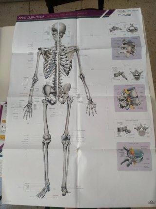 Póster Anatomía Ósea Esqueleto Humano