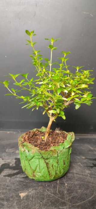 Serissa bonsai