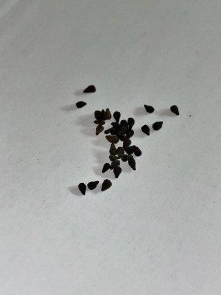 Semillas Drosophyllum Lusitanicum (15und)