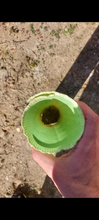 Protectores para viñas y olivos