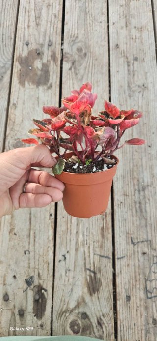 Peperomia creme brulee