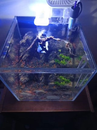 Acuario 25x25x25 con Luz Led, Filtro y Calentador