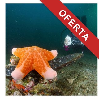 DIVEVOLK funda buceo pantalla táctil