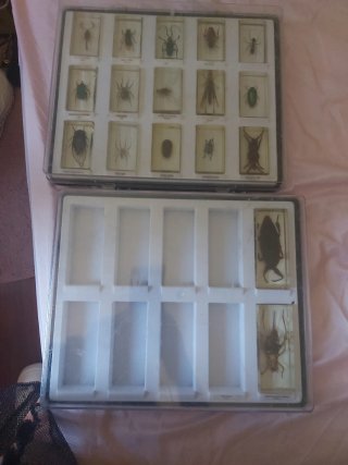 Colección Bichos en Resina