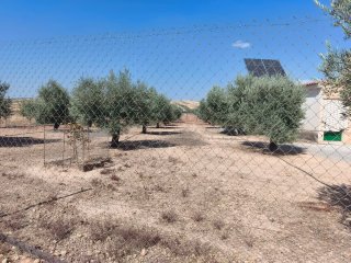 Finca olivar 1 pie regadío cercada
