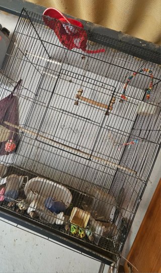 Jaula para pájaros negra con accesorios