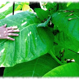 16.000+Nicotiana Tabacum Burley