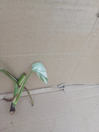 Monstera Albo Variegata esqueje