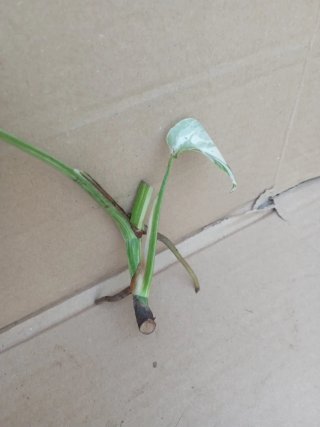 Monstera Albo Variegata esqueje