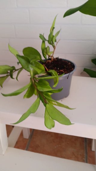 Hoya Carnosa Planta