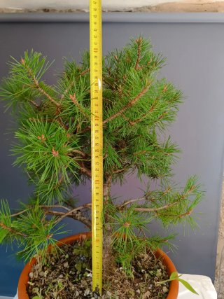 Prebonsai Pino Silvestre