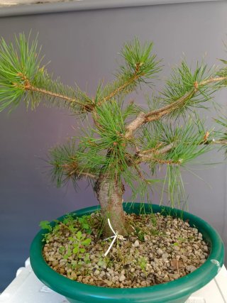 Prebonsai Pino Silvestre