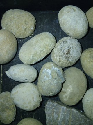 Piedras de río, fósiles