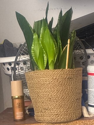 Planta Sansevieria en maceta de yute