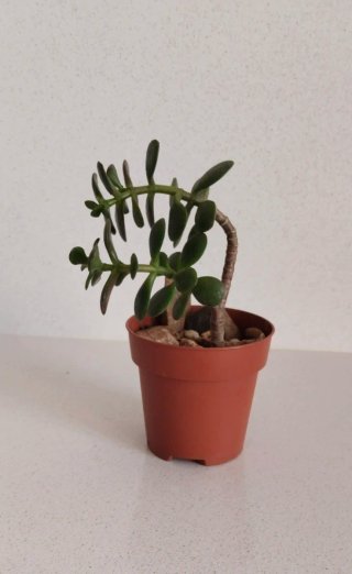 Prebonsái Árbol Jade tallo ramificado maceta 8,5cm