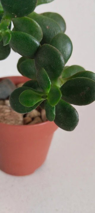 Prebonsái Árbol Jade tallo ramificado maceta 8,5cm
