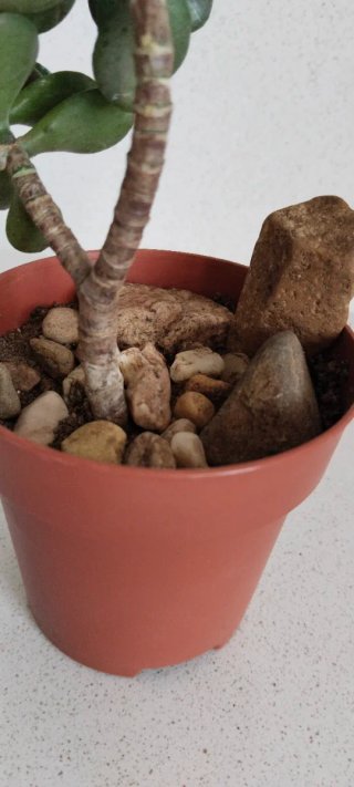 Prebonsái Árbol Jade tallo ramificado maceta 8,5cm