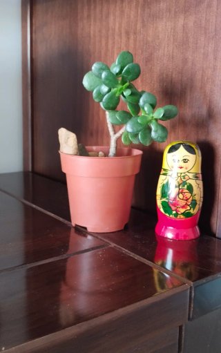 Prebonsái Árbol Jade tallo ramificado maceta 8,5cm