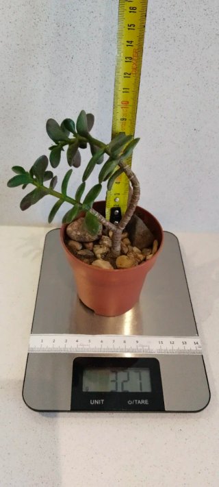 Prebonsái Árbol Jade tallo ramificado maceta 8,5cm