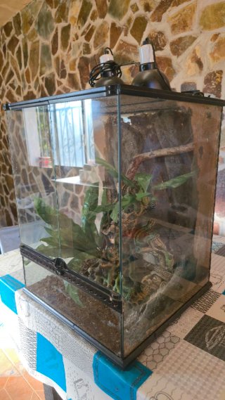 Terrario completo con plantas y accesorios