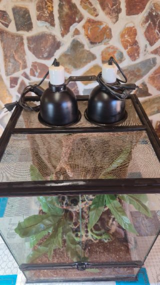 Terrario completo con plantas y accesorios