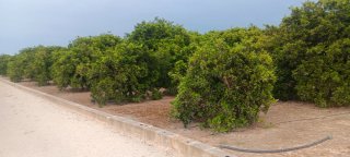 Se vende terreno rustico con caseta de aperos