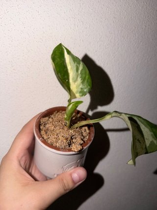 Epipremnum aurea Manjula