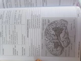 PSICOLOGÍA CLÍNICA Adultos. Trastornos Estados ...