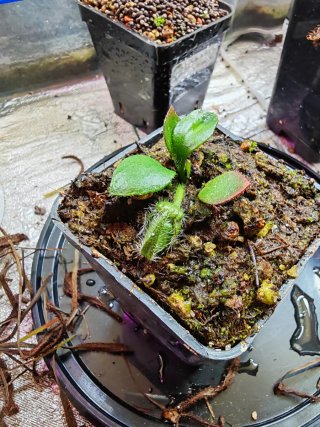 Liquidación Plantas Carnívoras Savage Garden