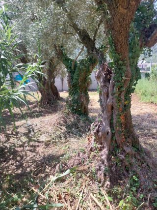 Olivos centenarios