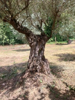 Olivos centenarios