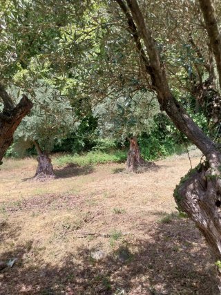 Olivos centenarios