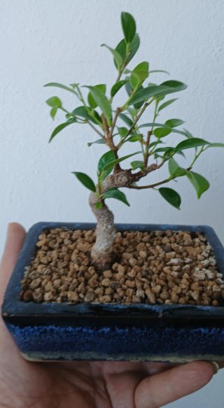 Bonsai Ficus Tiger Bark, tamaño Mame