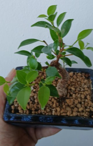 Bonsai Ficus Tiger Bark, tamaño Mame
