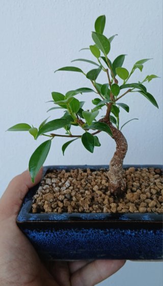 Bonsai Ficus Tiger Bark, tamaño Mame