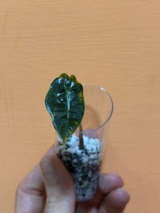 Baby Alocasia Polly