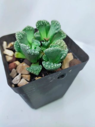 Titanopsis calcarea Suculenta folhas texturizadas