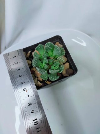 Titanopsis calcarea Suculenta folhas texturizadas