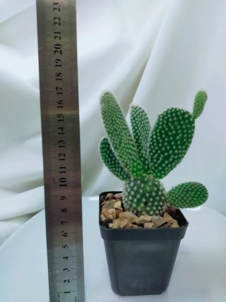 Cacto Opuntia microdasys (Orelha de Coelho)