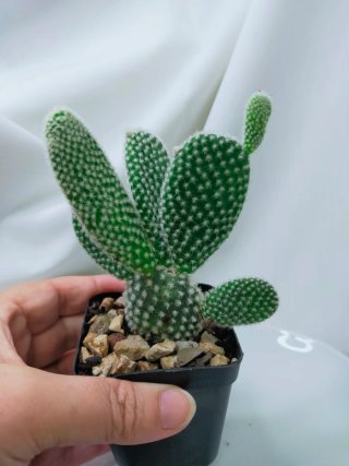 Cacto Opuntia microdasys (Orelha de Coelho)