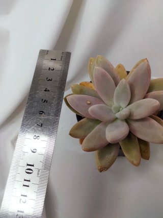 Graptoveria 'Opalina'