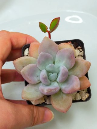 Graptoveria 'Opalina'