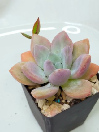Graptoveria 'Opalina'