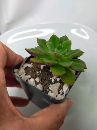 ECHEVERIA SALSA VERDE