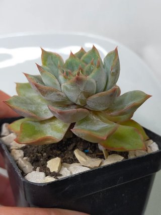 Echeveria California Queen
